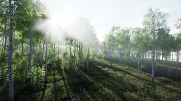 panorama de la forêt de bouleaux avec la lumière du soleil video