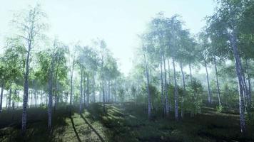 bosque de abedules en la luz del sol en la mañana video