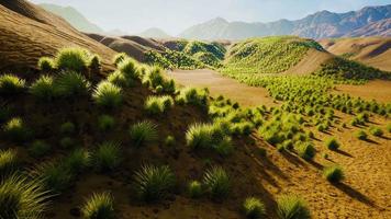 woestijngebied nabij oase met struikvegetatie video