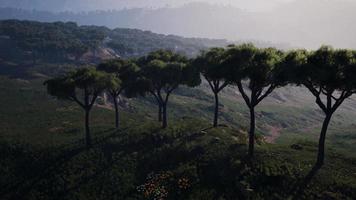 vliegen over de velden die het uitgestrekte Afrikaanse landschap bedekken video