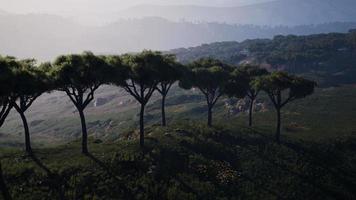 aerial shot of the Kenya savannah video