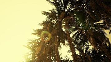 Underside of the coconuts tree with clear sky and shiny sun video