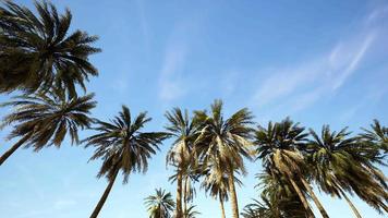 parte inferior da árvore de cocos com céu claro e sol brilhante