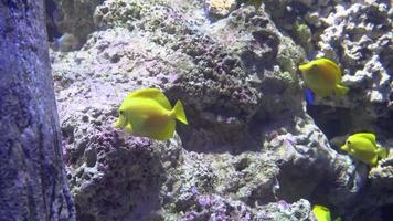 onderwatermening van kleurrijke exotische vissen in een aquarium in 4k video