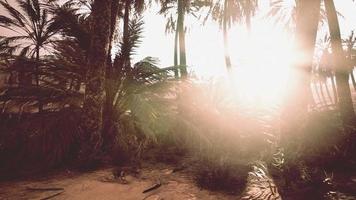 el sendero del oasis de palmeras es una de las muchas caminatas populares en el parque nacional video