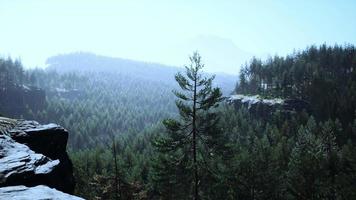 hermoso bosque siempreverde remoto en la montaña video