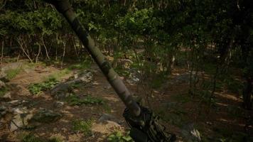 gros canon à canon dans la forêt video