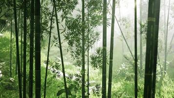 Fresh nature and Greeny tropical bamboo forest video