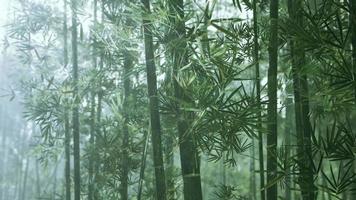 nature fraîche et forêt de bambous tropicaux verdoyants video