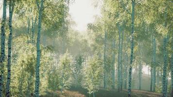 Birches with green leaves sway in the strong wind video