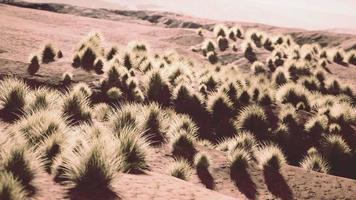 zona desertica vicino a oasi con vegetazione arbustiva video