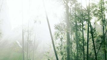 atmosfera mattutina in una foresta di bambù video