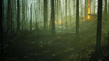 un feu de forêt avec un arbre tombé est brûlé au sol video