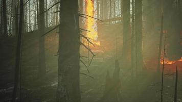 bosbrand met verbrande bomen na bosbrand
