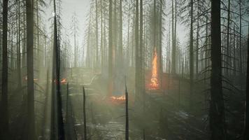 incêndio florestal com árvore caída é queimado no chão