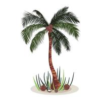 Palm tree isolated with coconuts around. Standing tropical palm tree. vector