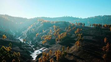 árvores amarelas e verdes na floresta de outono video