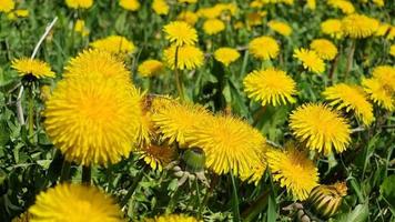 A bee collects honey and pollen from blooming yellow dandelions in a green summer meadow. video