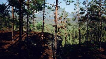 hermoso bosque siempreverde remoto en la montaña video