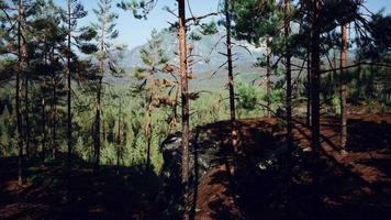 bela floresta perene remota na montanha video