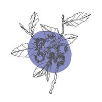 Sketch blueberry branch. Vector illustration on white background