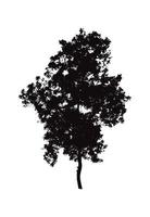 vector silhouette of a young tree. silhouette tree clipart.