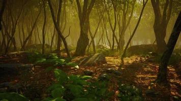 raízes de uma árvore em uma floresta enevoada video