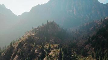 Tanne und andere Kiefern auf Bergen an einem sonnigen Ende des Sommers video