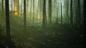 Forest fire with Burned trees after wildfire video