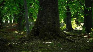 Peaceful magical mossy forest scene video