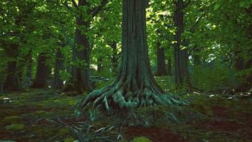 scène de forêt moussue magique paisible video