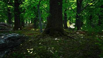 vista detallada de cerca en una textura de suelo forestal con musgo video
