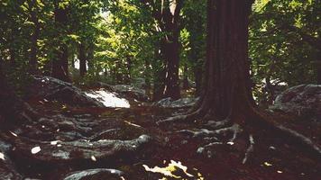 Peaceful magical mossy forest scene video