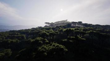 toma aérea de la sabana de Kenia video