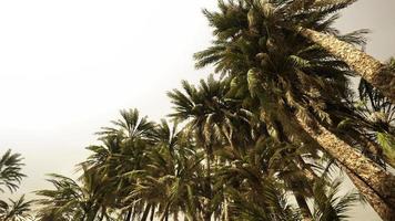 parte inferior da árvore de cocos com céu claro e sol brilhante video
