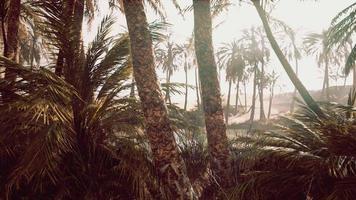 The Palms Oasis trail is one of many popular hikes in National Park video