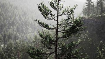schöner abgelegener immergrüner Wald in den Bergen video