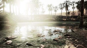 Colorful scene with a palm tree over a small pond in a desert oasis video