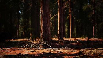 sol da manhã nas sequoias do bosque de mariposa video