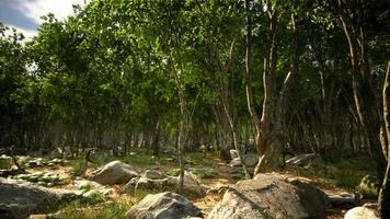 raíces de un árbol en un bosque brumoso video