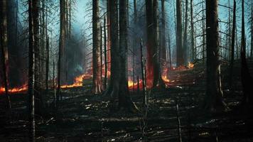 Waldbrand mit verbrannten Bäumen nach Lauffeuer video