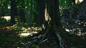 vista detalhada de perto em uma textura de terra de floresta com musgo video