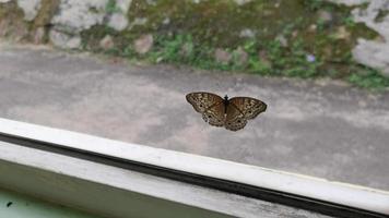 borboleta voando contra a janela de vidro video