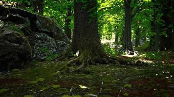 fredlig magisk mossig skogsscen video