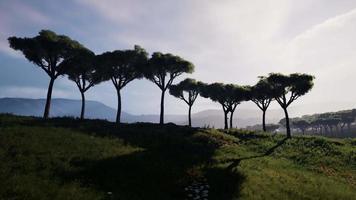 árvores de acácia dispersas distantes cobrindo colinas na paisagem africana na namíbia video