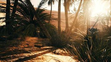 el sendero del oasis de palmeras es una de las muchas caminatas populares en el parque nacional video