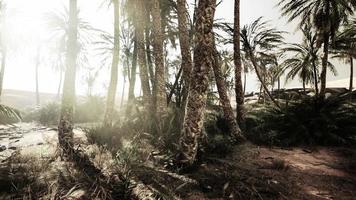 el sendero del oasis de palmeras es una de las muchas caminatas populares en el parque nacional