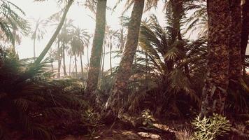 het palmenoasepad is een van de vele populaire wandelingen in het nationale park video