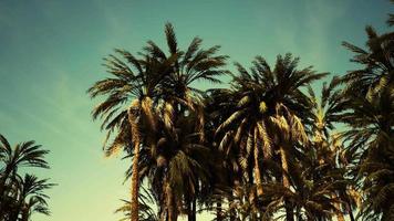 Underside of the coconuts tree with clear sky and shiny sun video