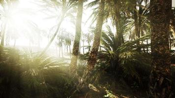 The Palms Oasis trail is one of many popular hikes in National Park video